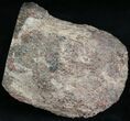 Large Polished Agatized Dinosaur Bone (Gem Bone) - Colorado #25264-1